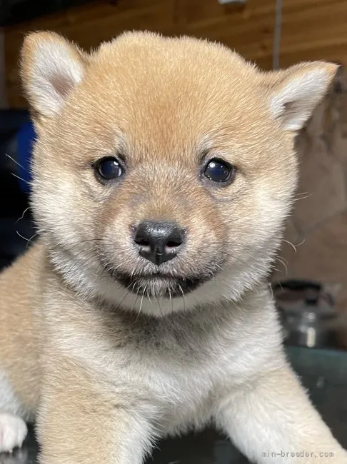 柴犬(標準サイズ)【大分県・女の子・2022年3月23日・赤】の写真1「5月1日撮影」