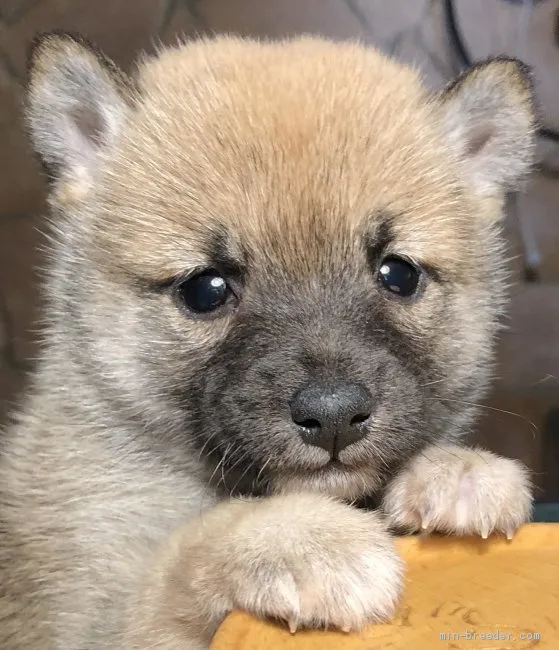 ようちゃん 様のお迎えした子犬