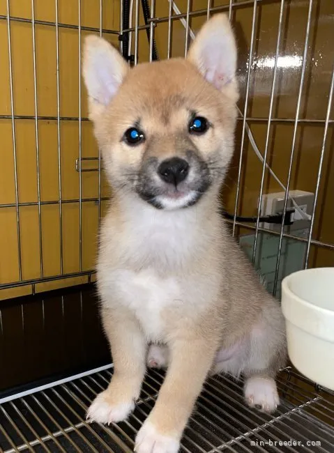 M.S 様のお迎えした子犬