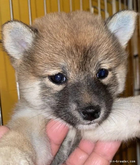 サスケ 様のお迎えした子犬