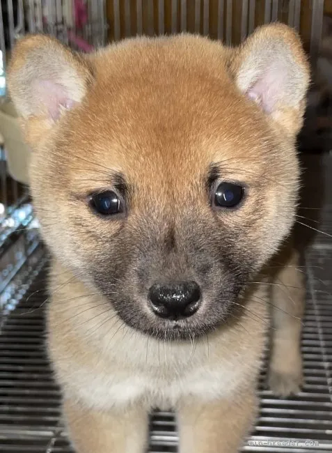 おっ 様のお迎えした子犬