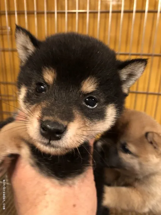 ID:2003-01728の子犬