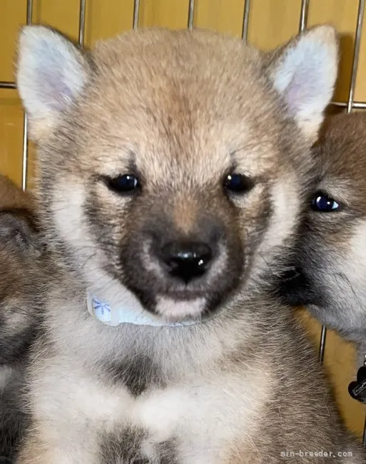 子鉄 様のお迎えした子犬