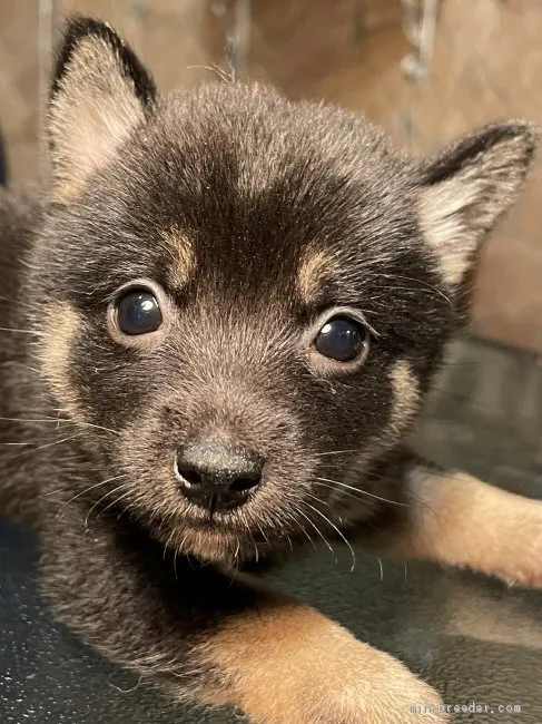 すみっこ 様のお迎えした子犬