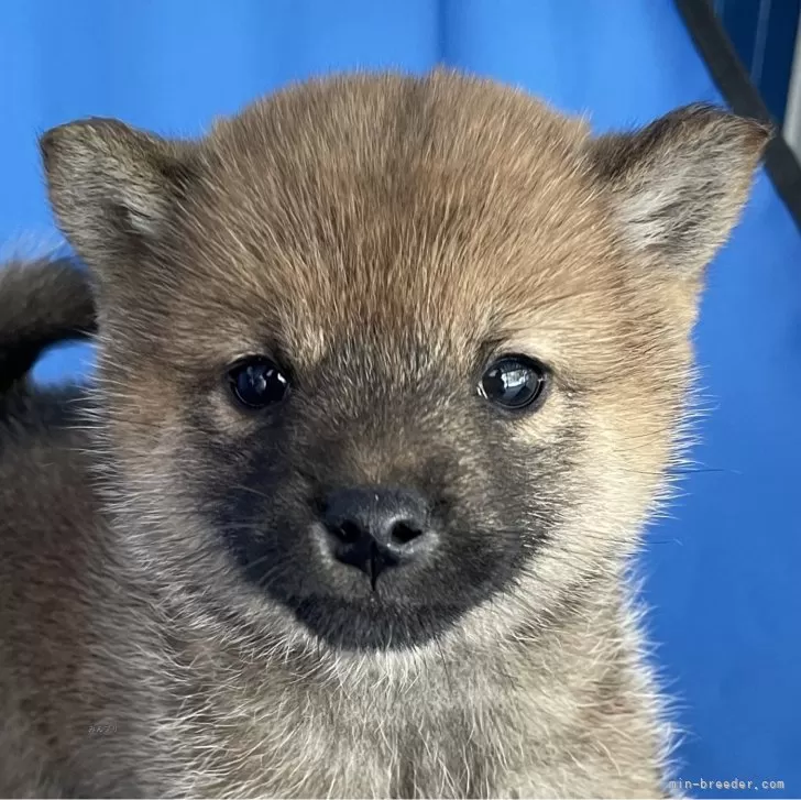 n.m 様のお迎えした子犬