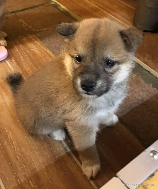 まめしばこ 様のお迎えした子犬