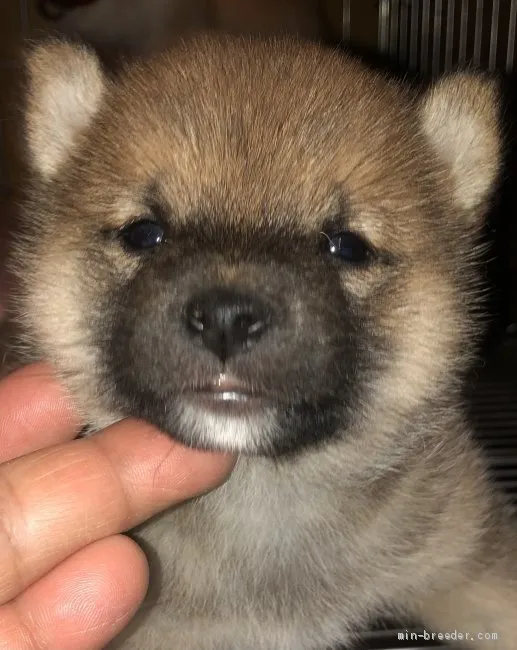 ID:2103-00894の子犬