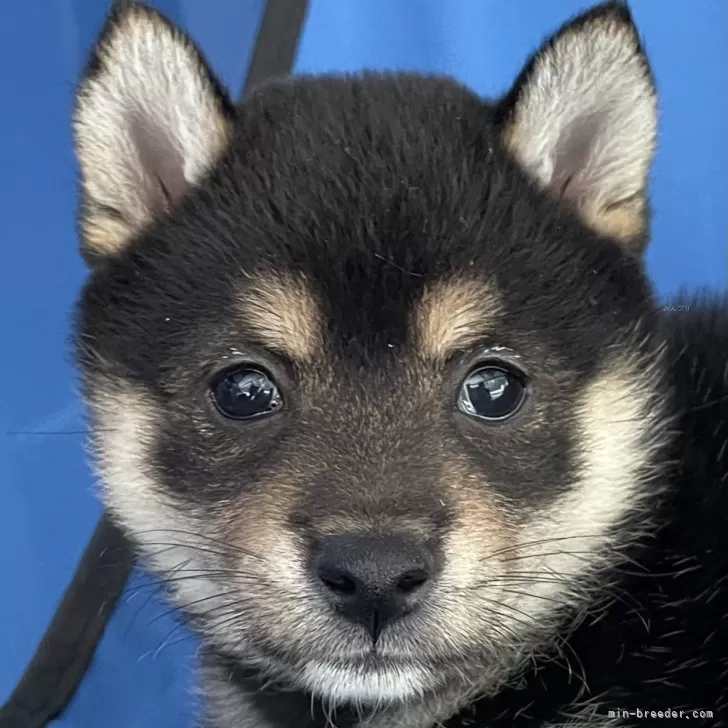 ワッキー 様のお迎えした子犬