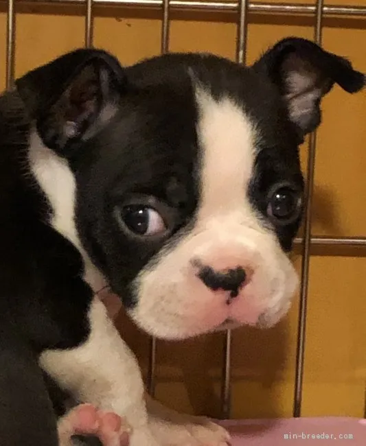 ID:2002-00643の子犬