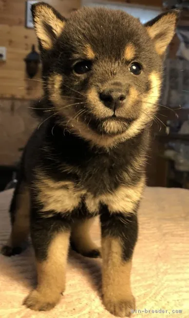 しんしん 様のお迎えした子犬