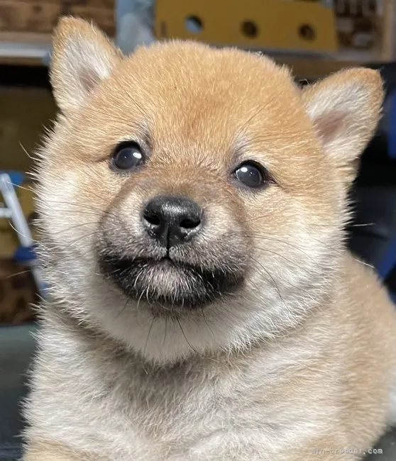 柴犬(標準サイズ)【大分県・男の子・2022年3月23日・赤】の写真1「5月1日撮影」