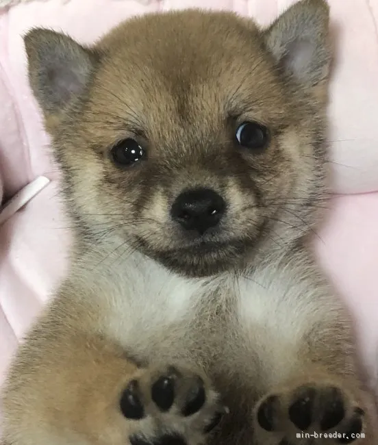 ID:2007-01161の子犬