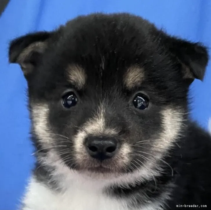 ID：2212-00749の子犬