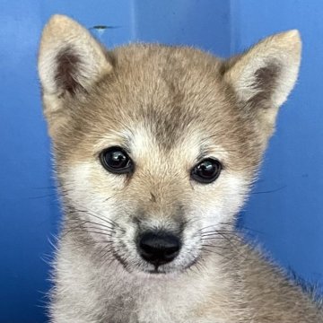 柴犬(豆柴)【大分県・女の子・2023年5月26日・赤】の写真「薄めの赤毛の大人しめの豆柴女の子」