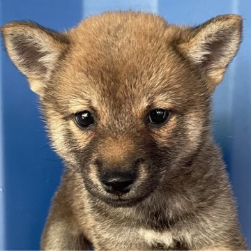 柴犬(豆柴)【大分県・男の子・2024年8月18日・赤】の写真「男の子らしい凛々しい顔、愛嬌もあります」