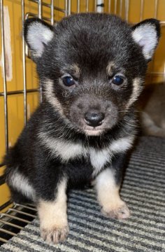 柴犬(豆柴)【大分県・女の子・2021年12月8日・黒】の写真「極小豆柴のお母さんから生まれた中でも1番小さい女の」