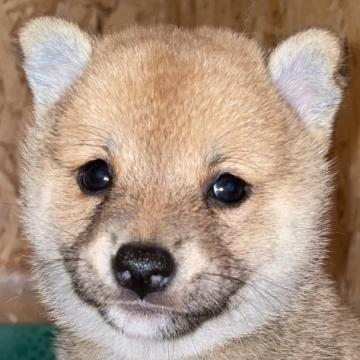 柴犬(豆柴)【大分県・女の子・2022年7月8日・赤】の写真「綺麗な赤毛の豆柴女の子」