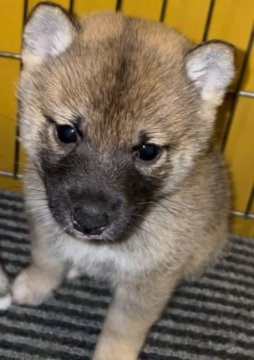 柴犬(豆柴)【大分県・男の子・2021年12月9日・赤】の写真「極小豆柴のお母さんから生まれた大人しめな赤豆柴の男」