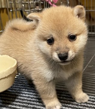 柴犬(豆柴)【大分県・男の子・2022年2月12日・赤】の写真「綺麗な赤毛のとても可愛い男の子」