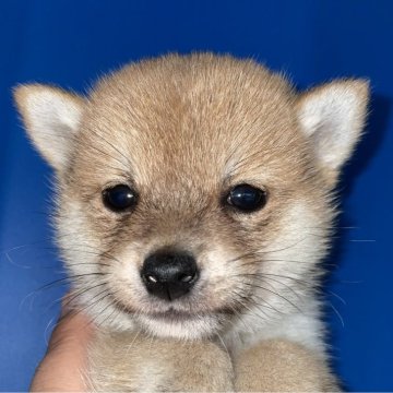 柴犬(豆柴)【大分県・男の子・2024年2月28日・赤】の写真「とても綺麗な赤毛の豆柴男の子」