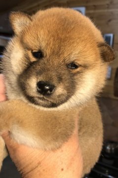 柴犬(標準サイズ)【大分県・女の子・2018年12月24日・赤】の写真「赤濃いめの柴犬の女の子、」