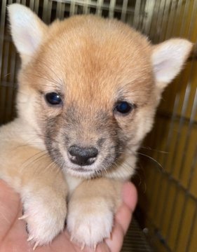 柴犬(豆柴)【大分県・女の子・2021年9月9日・赤】の写真「4兄弟で一番小さな女の子」