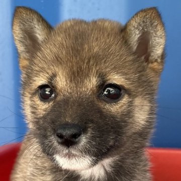 柴犬(豆柴)【大分県・女の子・2023年4月8日・赤】の写真「極小サイズの可愛い3代祖豆柴🅰️」