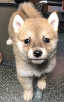 柴犬(豆柴)【大分県・女の子・2020年12月1日・赤】の写真「綺麗な赤白毛のふんわり穏やかさん」