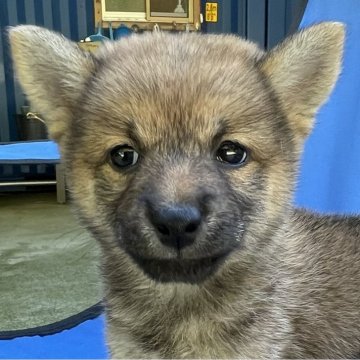 柴犬(豆柴)【大分県・女の子・2024年8月18日・赤】の写真「胸、あご、ホホ、靴下が白の可愛いポイント」
