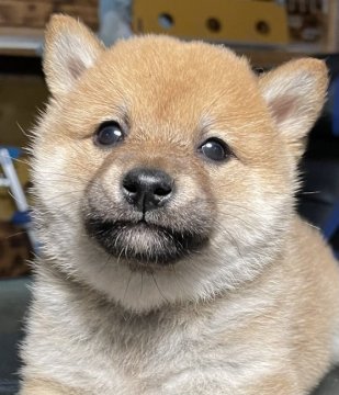 柴犬(標準サイズ)【大分県・男の子・2022年3月23日・赤】の写真「お父さん豆柴、お母さん普通の柴、豆柴の可能性あり」