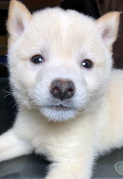柴犬(豆柴)【大分県・男の子・2019年7月23日・白】の写真「フワフワ、コロコロ、つぶらな目、可愛い純豆柴」