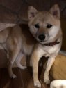 柴犬【・女の子・2018年6月7日・赤】