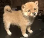 柴犬(標準サイズ)【大分県・女の子・2020年12月3日・赤】の写真3