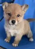 ミックス(コーギー×柴犬)【大分県・女の子・2023年12月6日・赤】の写真3