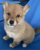 ミックス(コーギー×柴犬)【大分県・女の子・2023年12月6日・赤】の写真4