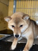 豆柴【・女の子・2023年9月20日・赤】