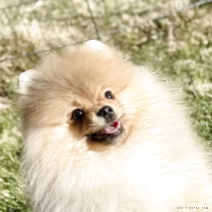 ID：2502-00030の子犬