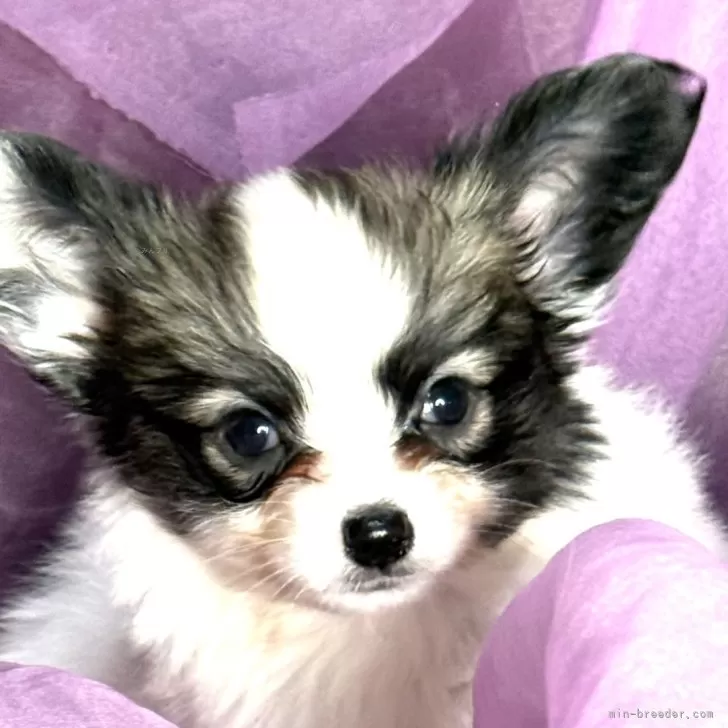 リズム 様のお迎えした子犬