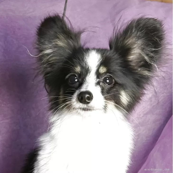 パピヨン【三重県・男の子・2025年3月29日・トライカラー】の写真1