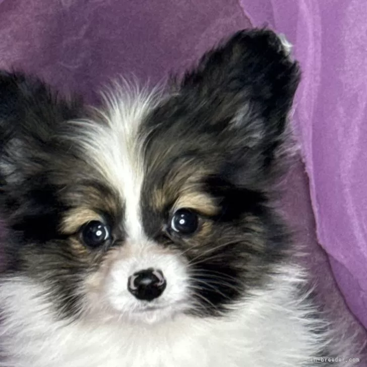 ID：2411-04451の子犬