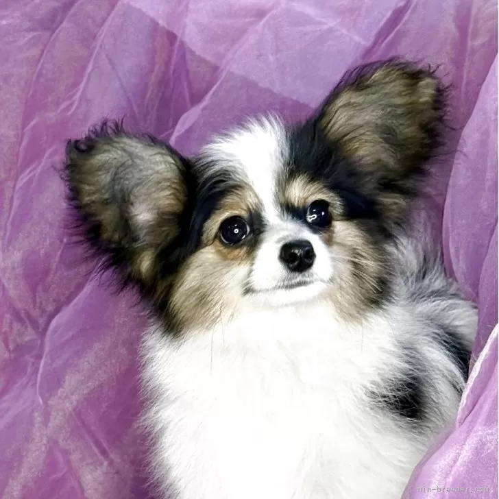 ID：2504-04748の子犬