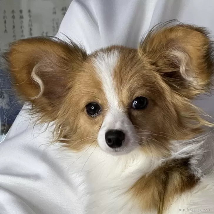 なごやのこーちん 様のお迎えした子犬