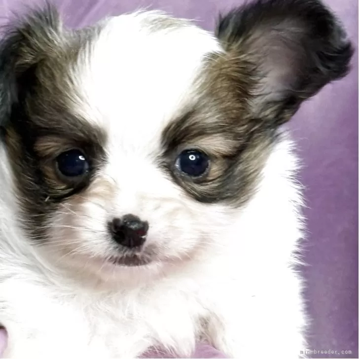 パピヨン【三重県・女の子・2025年10月5日・白茶】の写真1