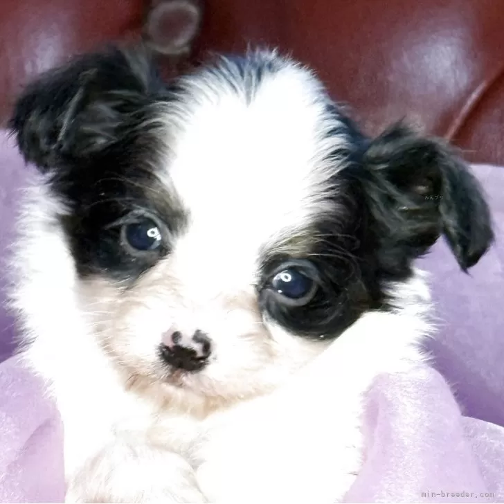 パピヨン【三重県・男の子・2025年11月4日・トライ】の写真1