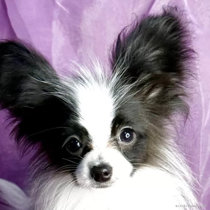 ID：2504-07737の子犬