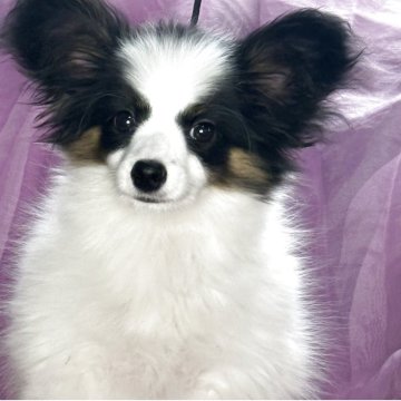 パピヨン【三重県・男の子・2025年8月12日・トライ】の写真「綺麗なマーキングのハンサム君」