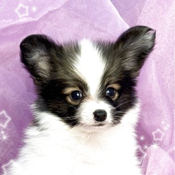 パピヨン【三重県・男の子・2025年6月20日・白茶】の写真「超ハンサムな男の子」