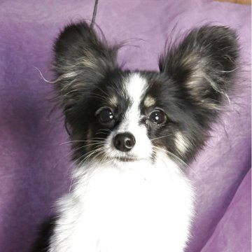 パピヨン【三重県・男の子・2025年3月29日・トライカラー】の写真「1.5kg超極小サイズのハンサム君」