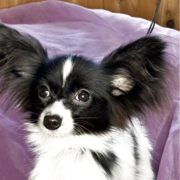 パピヨン【三重県・男の子・2025年4月13日・白黒】の写真「元気な子です」