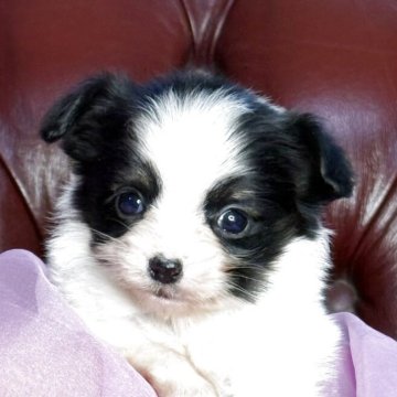 パピヨン【三重県・女の子・2025年11月4日・トライ】の写真「超小型のパピヨン🌟女の子」